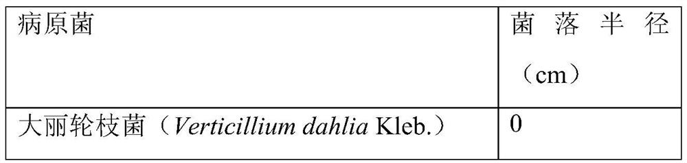 A kind of biological agent for preventing and treating cotinus fusarium wilt and its preparation and application method