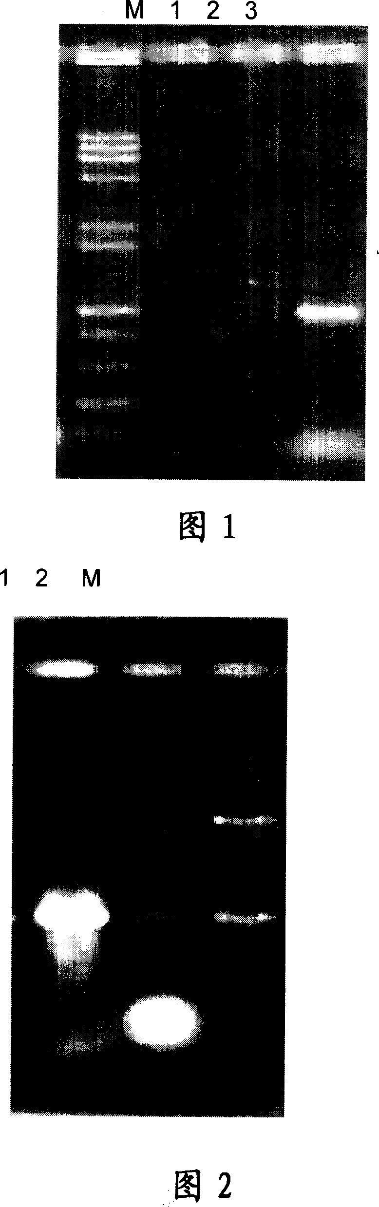 Refractory metal prolease gene engineering bacterium and acquiring method therefor