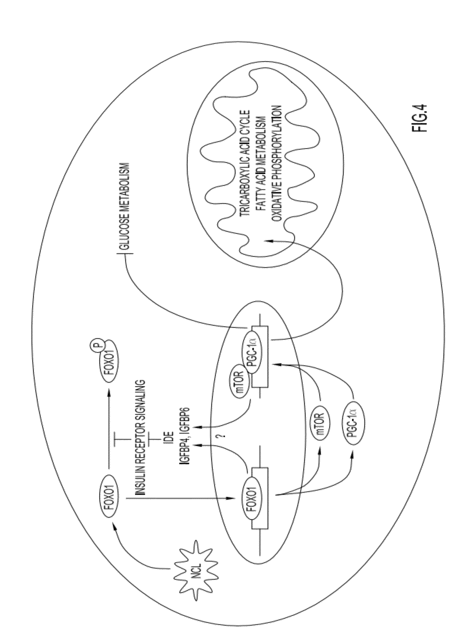 Resveratrol-Containing Compositions And Methods Of Use