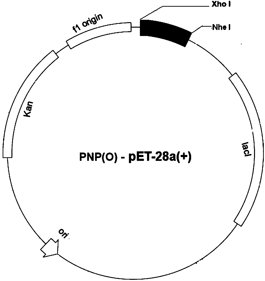 Purine nucleoside phosphorylase and preparation method thereof