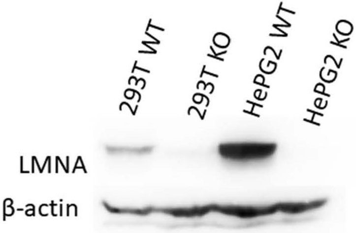 Lmna gene knockout cell line constructed based on CRISPR/Cas9 technology