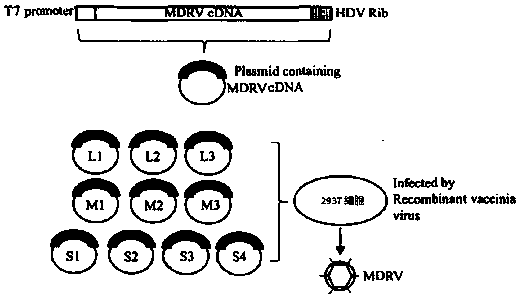 Method for constructing muscovy duck reovirus (MDRV) reverse genetic system