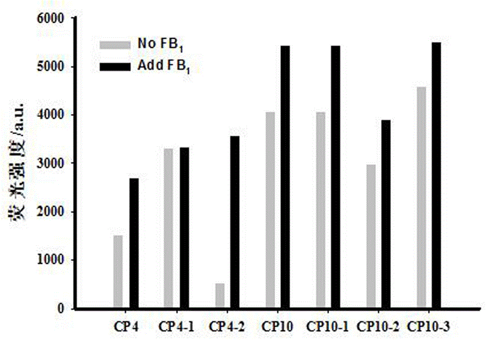 Screening and application of fumonisin B1 aptamer strand displacement probe