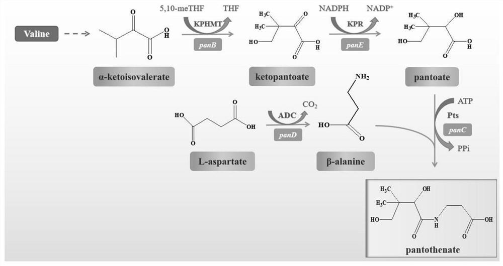 Ketolytic acid hydroxymethyltransferase mutant, coding gene and application of mutant