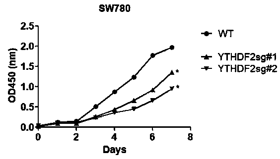 Application of YTHDF2 in diagnosis, prevention and treatment of urothelium carcinoma