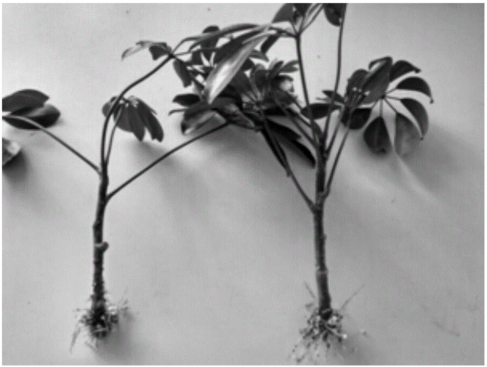 Method for promoting rapid and high-quality rooting of schefflera octophylla