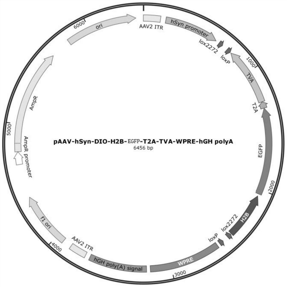 Adeno-associated virus expression vector and construction, virus preparation and cell marking method thereof