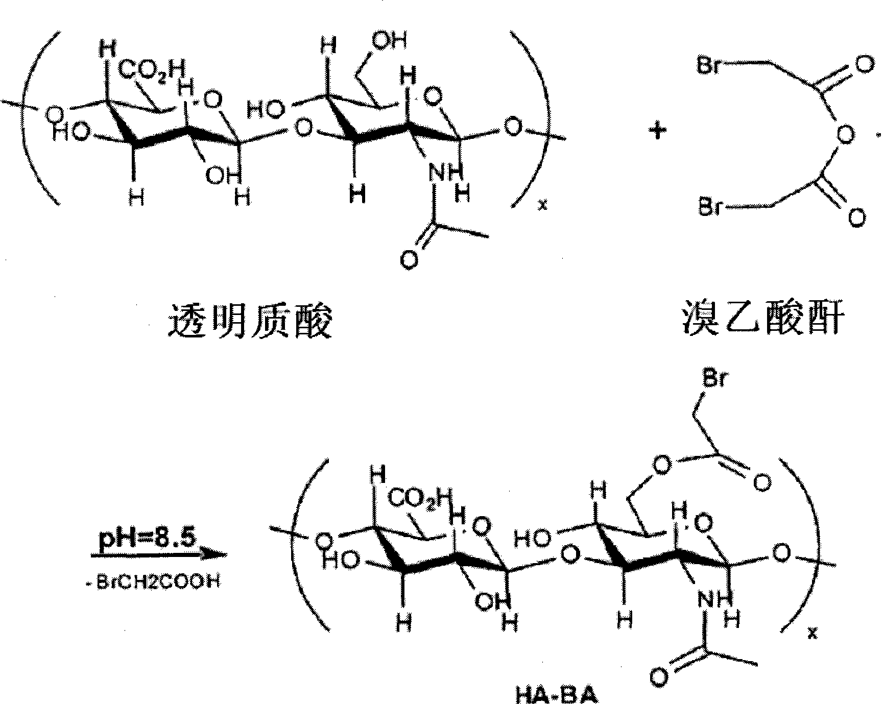 Macromolecules modified with electrophilic groups and methods of making and using thereof
