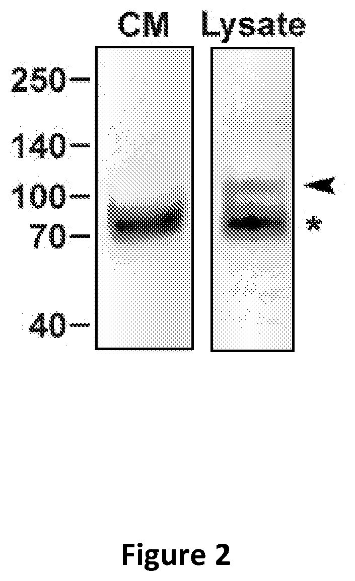Methods and compositions for pertussis diagnosis