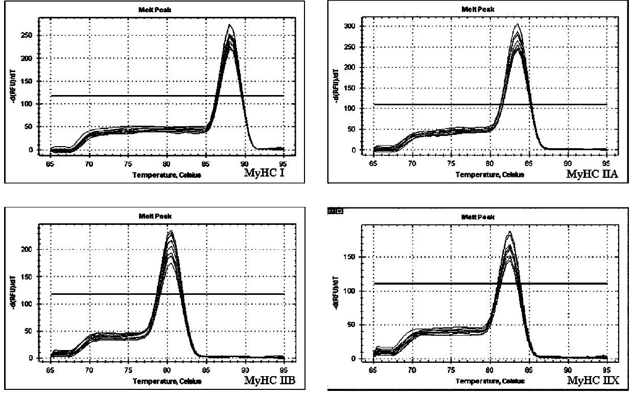 Fluorescent quantitative PCR detection primers and detection method of yak muscle fiber type composition