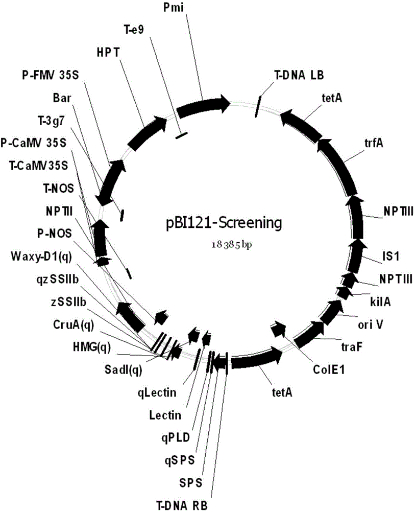 Positive plasmid molecule pBI121-Screening and application thereof