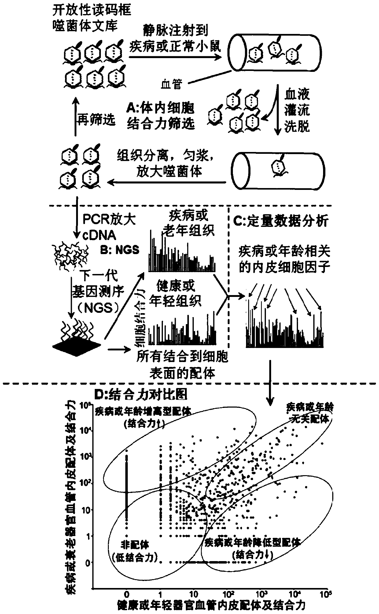 Application of Scg3 as a drug target in preparing drugs for treating vascular hyperplastic or exudative diseases