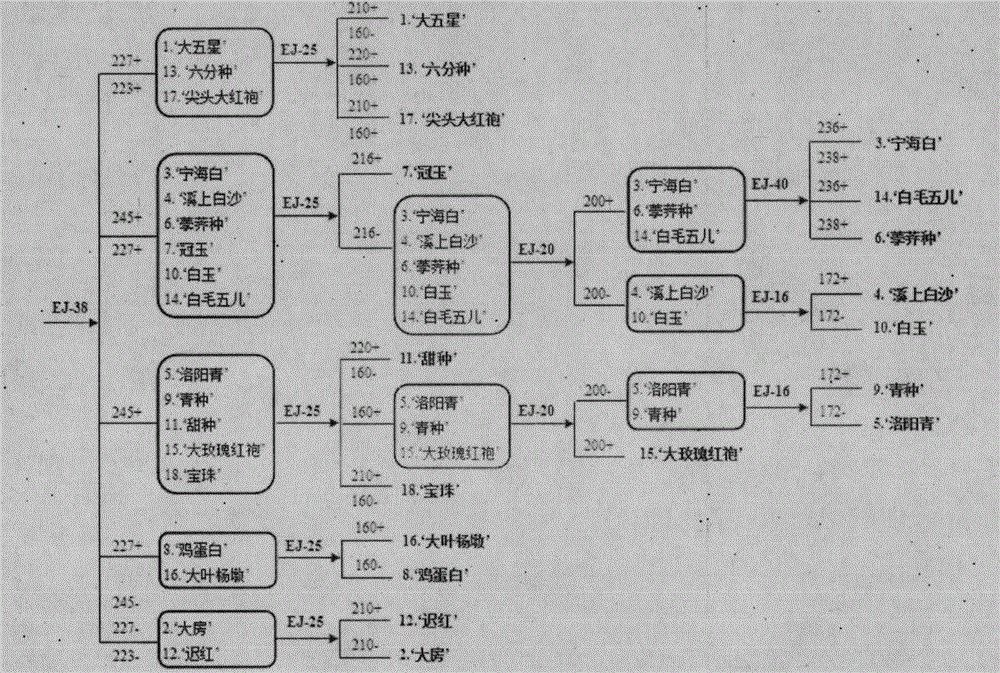 A method for identification of loquat varieties based on est-ssr markers