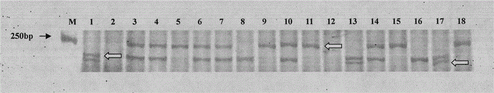 A method for identification of loquat varieties based on est-ssr markers