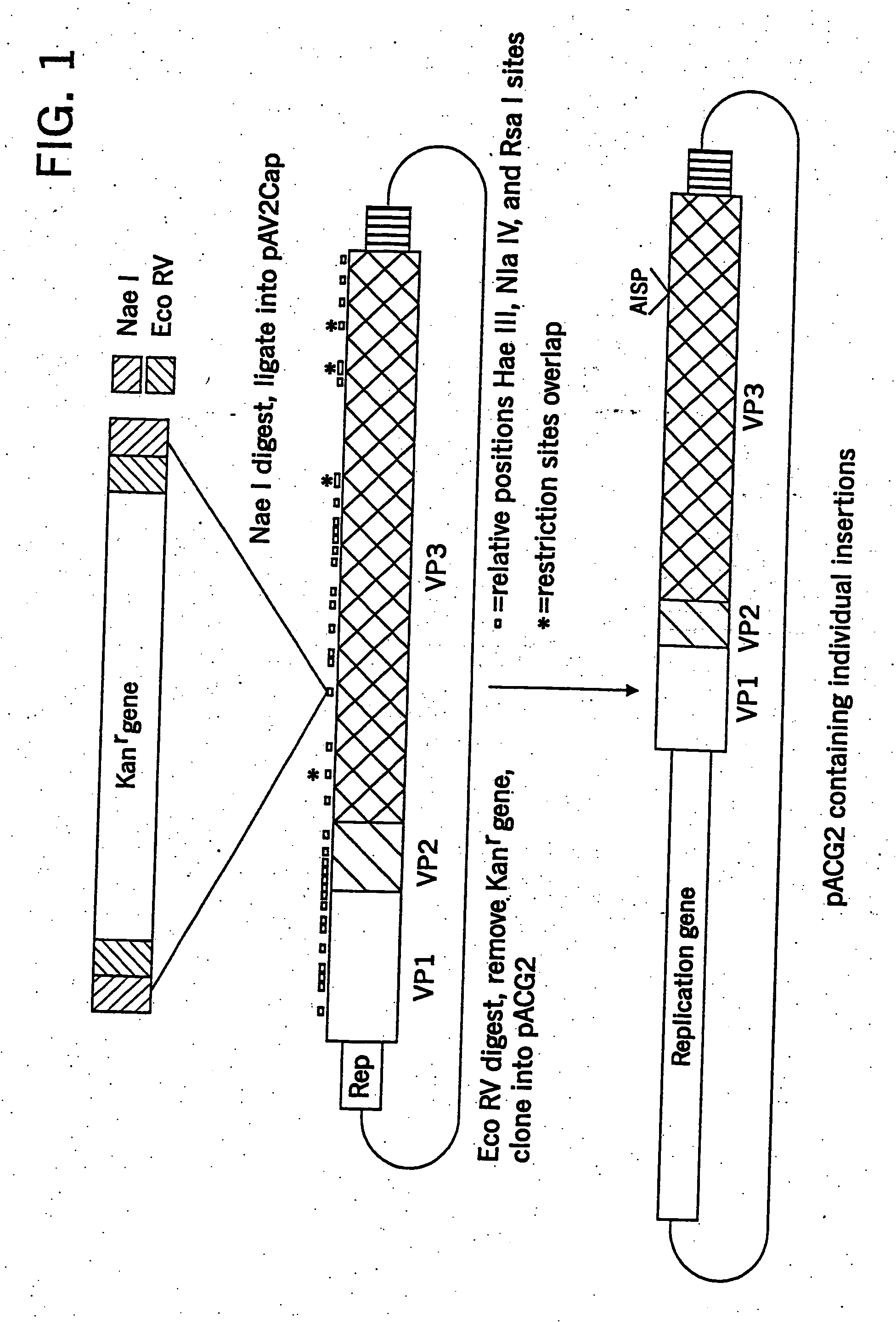 Virus vectors and methods of making and administering the same