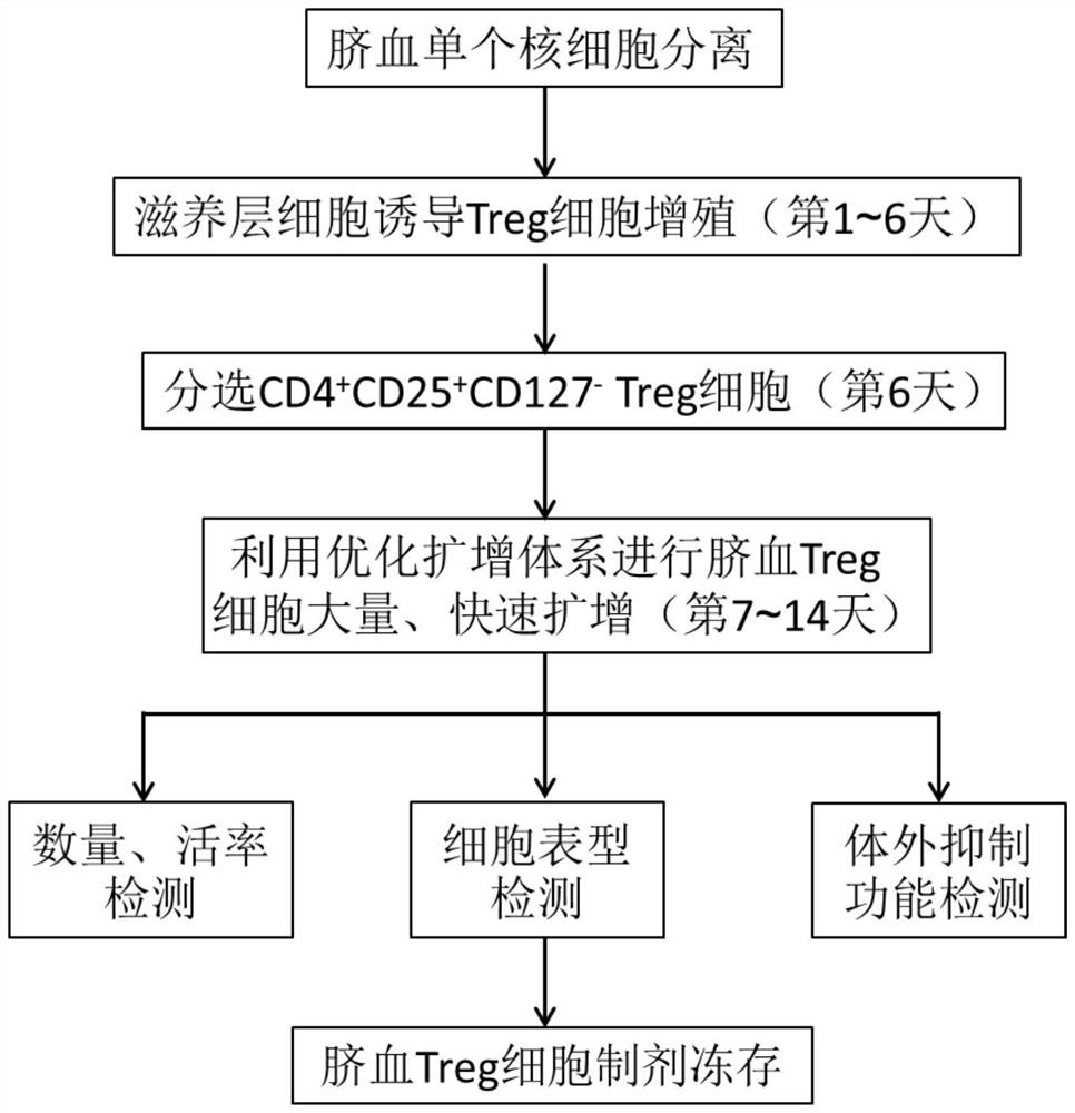 Umbilical cord blood Treg cell in-vitro amplification method based on trophoblastic cells and application