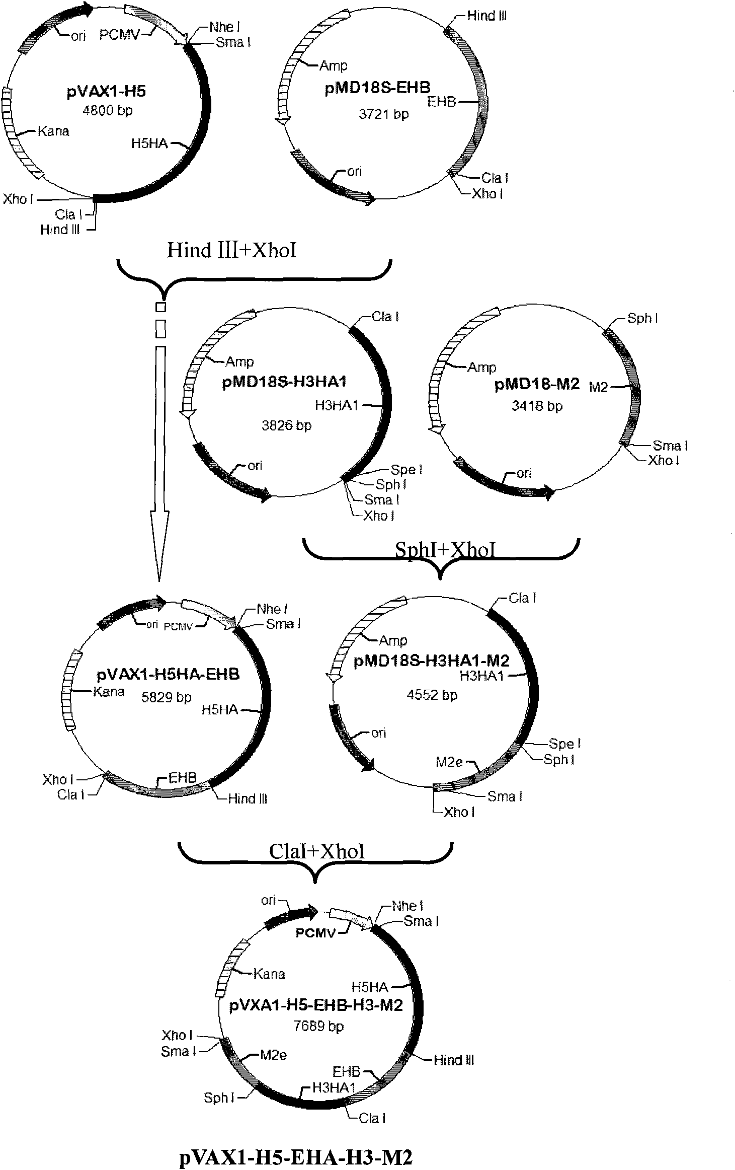 Influenza compound multi-epitope DNA vaccine and application thereof