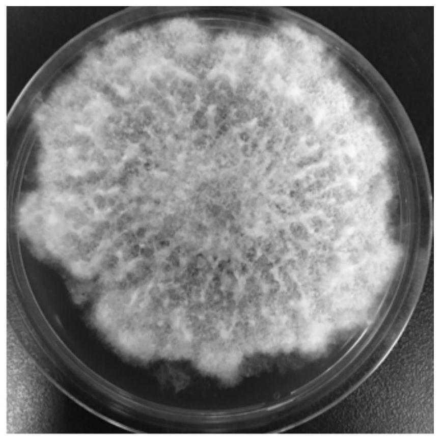 A strain of Trichoderma and its application in agricultural field