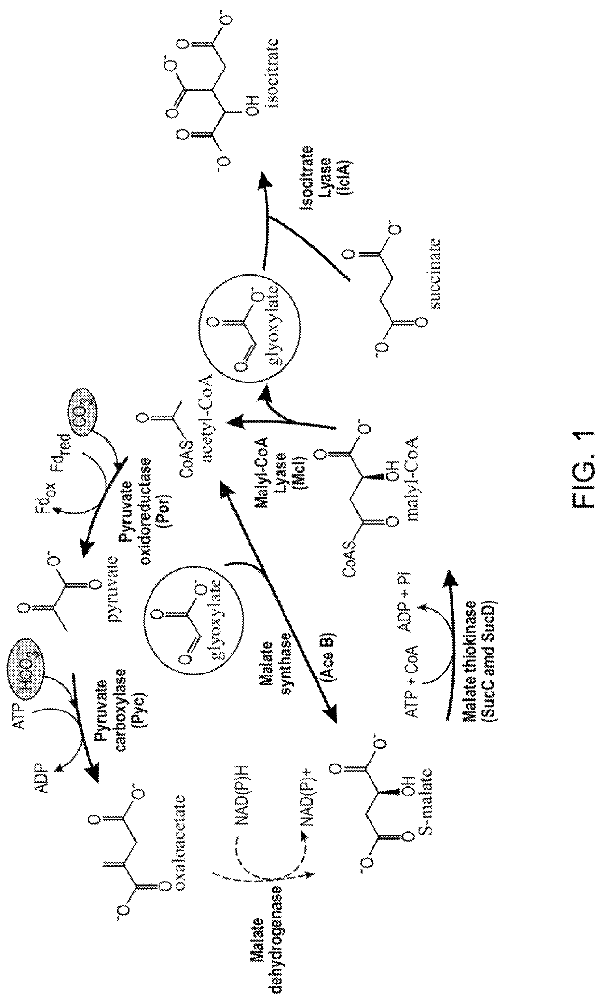 Plants with enhanced yield and methods of construction