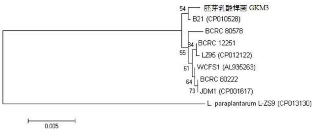 Lactobacillus plantarum and its uses for eliminating body fat, reducing hepatomegaly and anti-inflammation