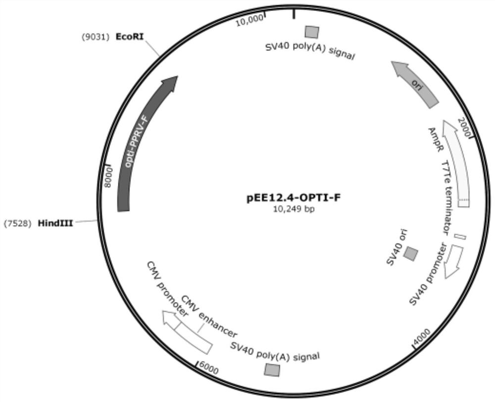 Subunit f protein of Peste des petits ruminants virus and its preparation method and application