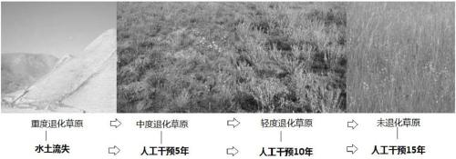 Method for planting high-quality forage grass in meadow grassland by applying no-tillage method