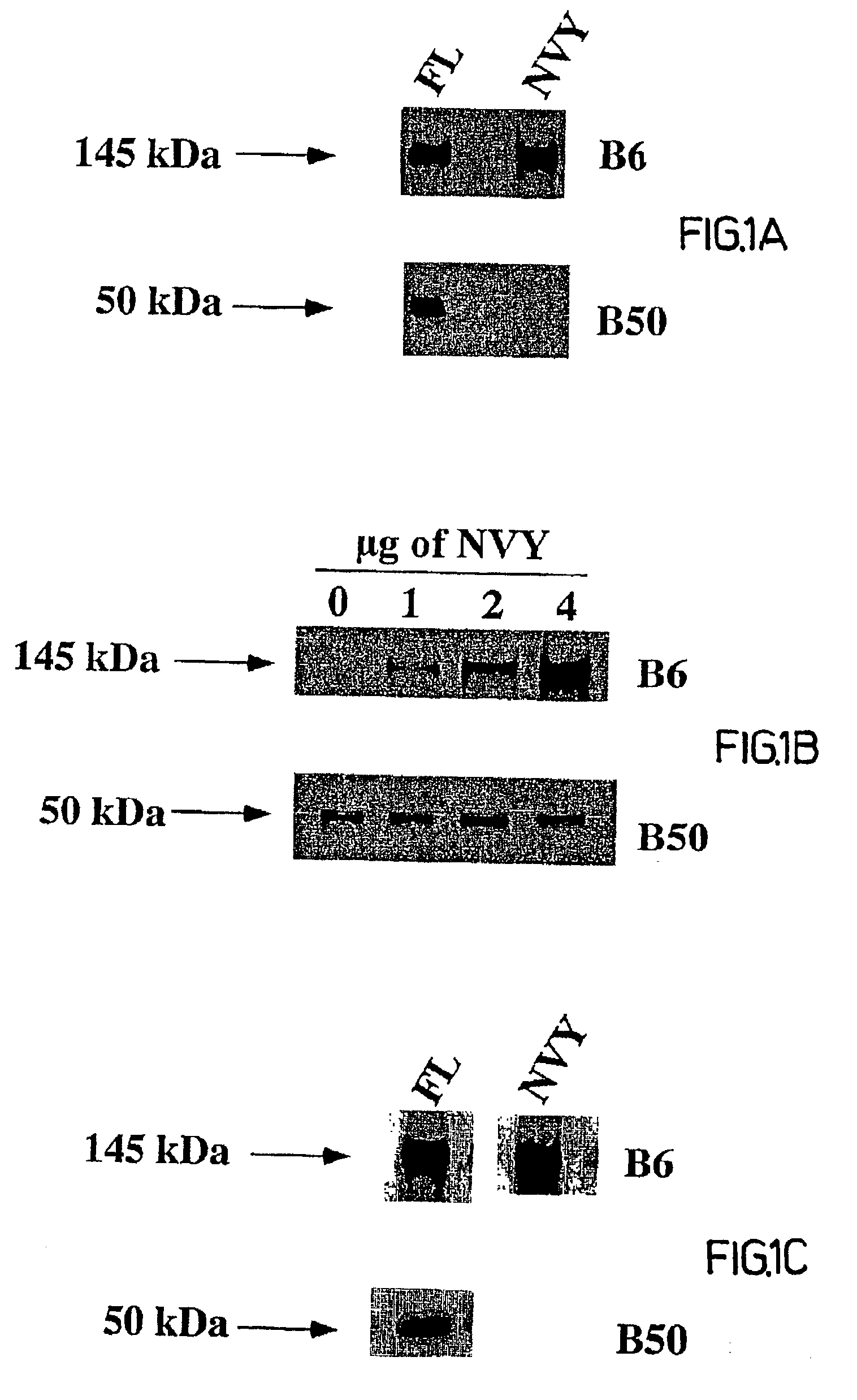 Inhibition of BEHAB cleavage and primary central nervous system (CNS) tumors