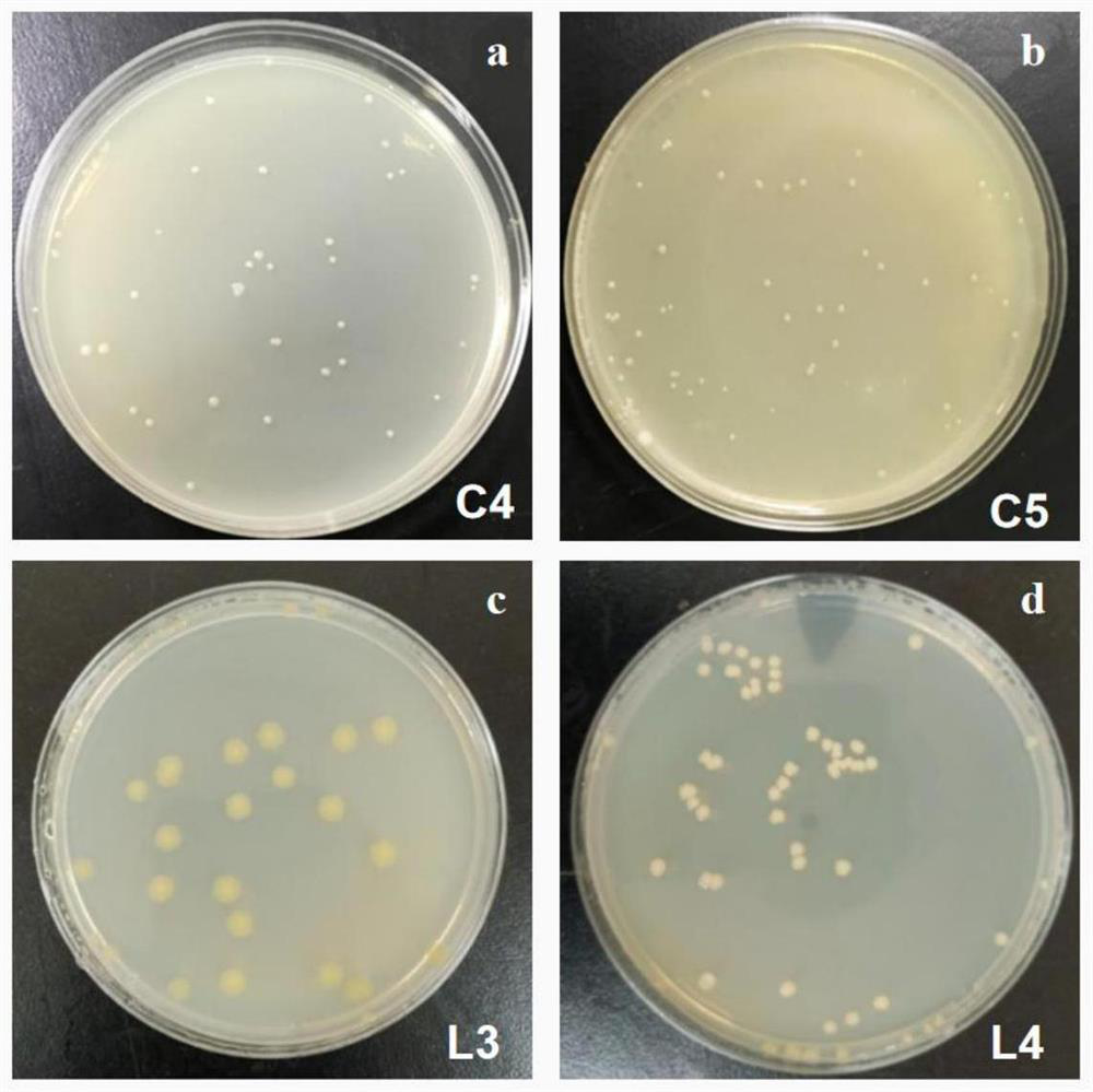 Complex microbial inoculant and remediation of petroleum-chlorophenol combined pollution environment by using complex microbial inoculant