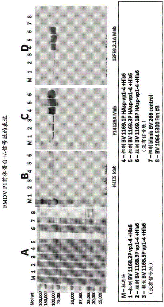 Enhanced expression of picornavirus proteins