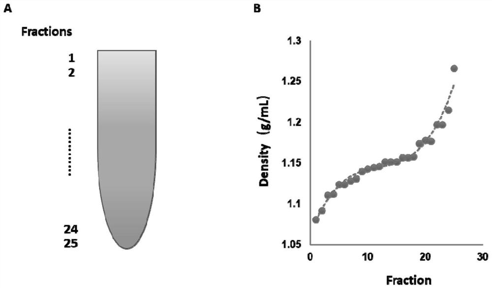 Exosome purification method