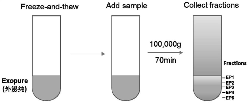 Exosome purification method