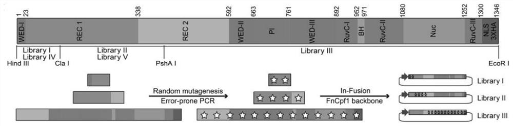 Gene editing tool formed by mutant with high activity, preparation method and method for repairing congenital retinopathy disease-causing gene