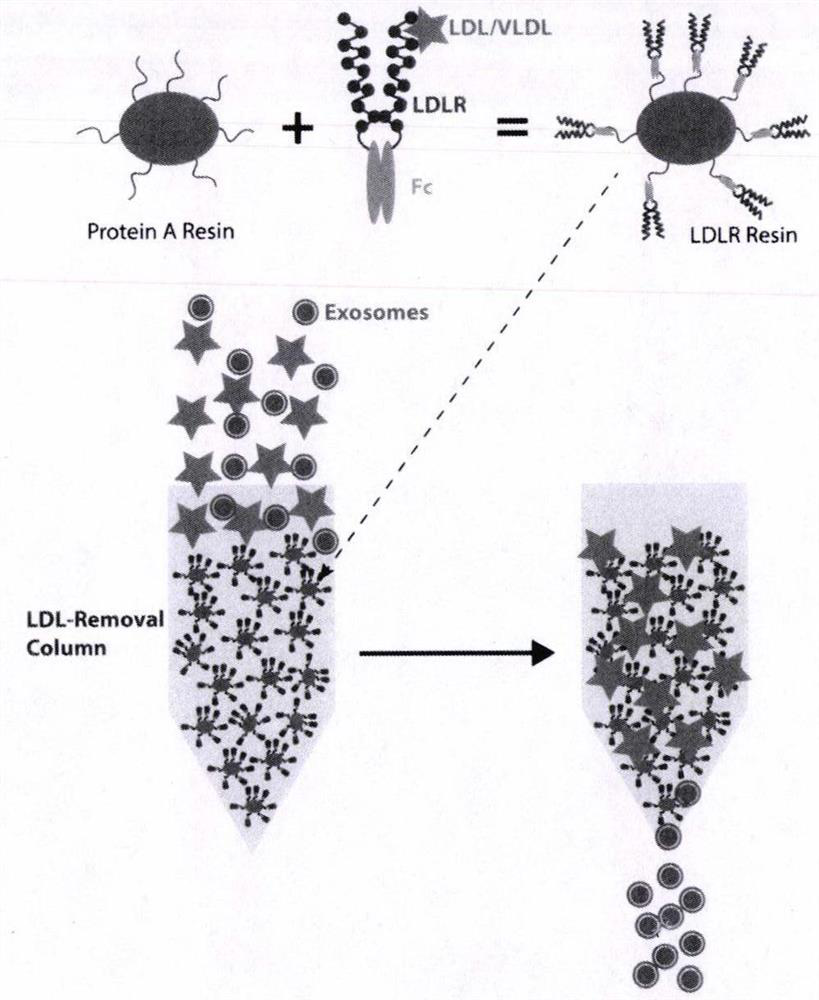 Extraction method and application of exosome
