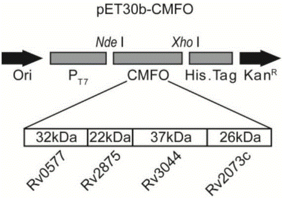 Fusion protein CMFO and application thereof