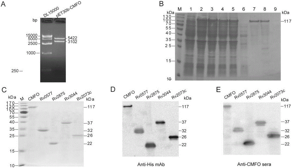 Fusion protein CMFO and application thereof