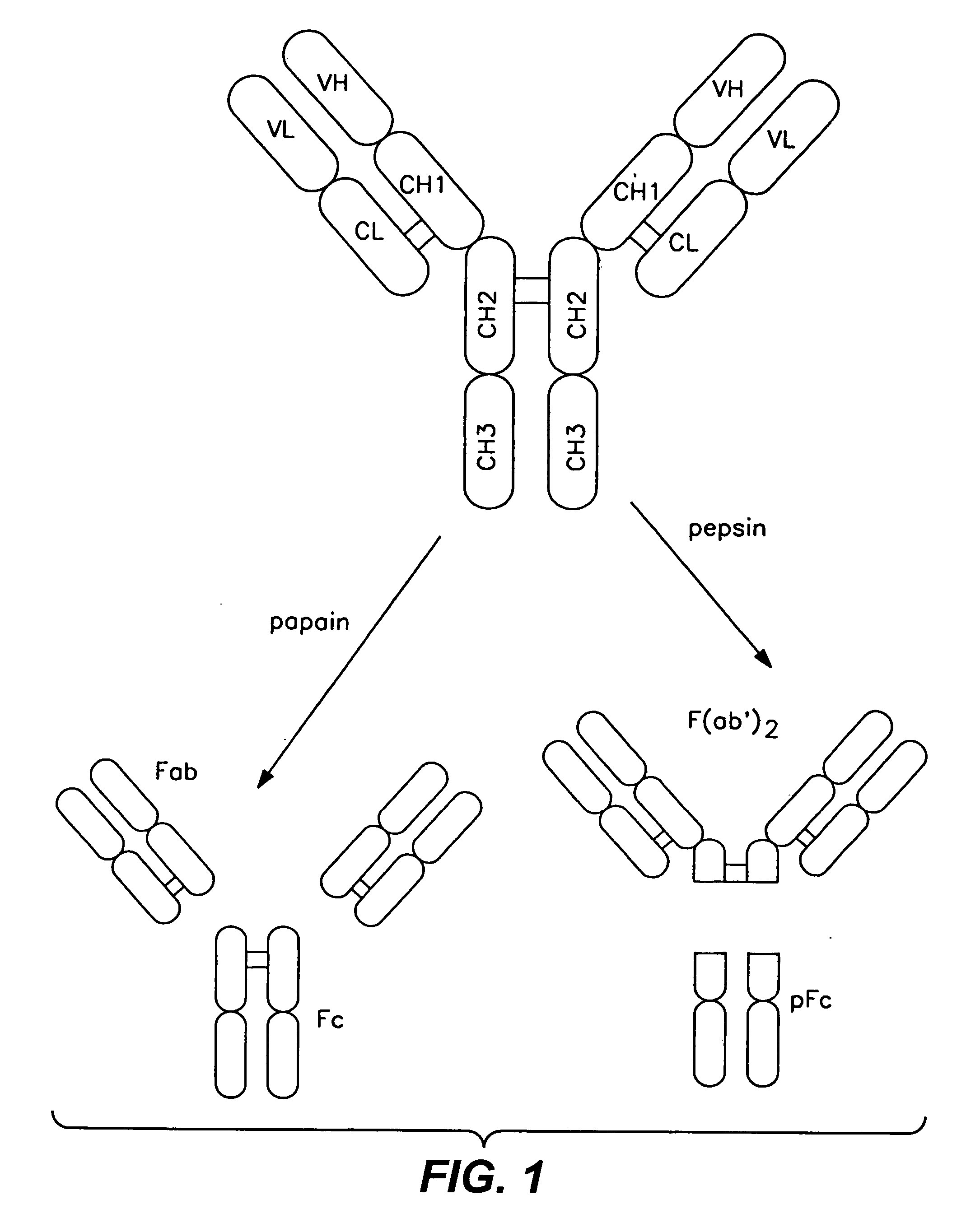 Polypeptide variants with altered effector function