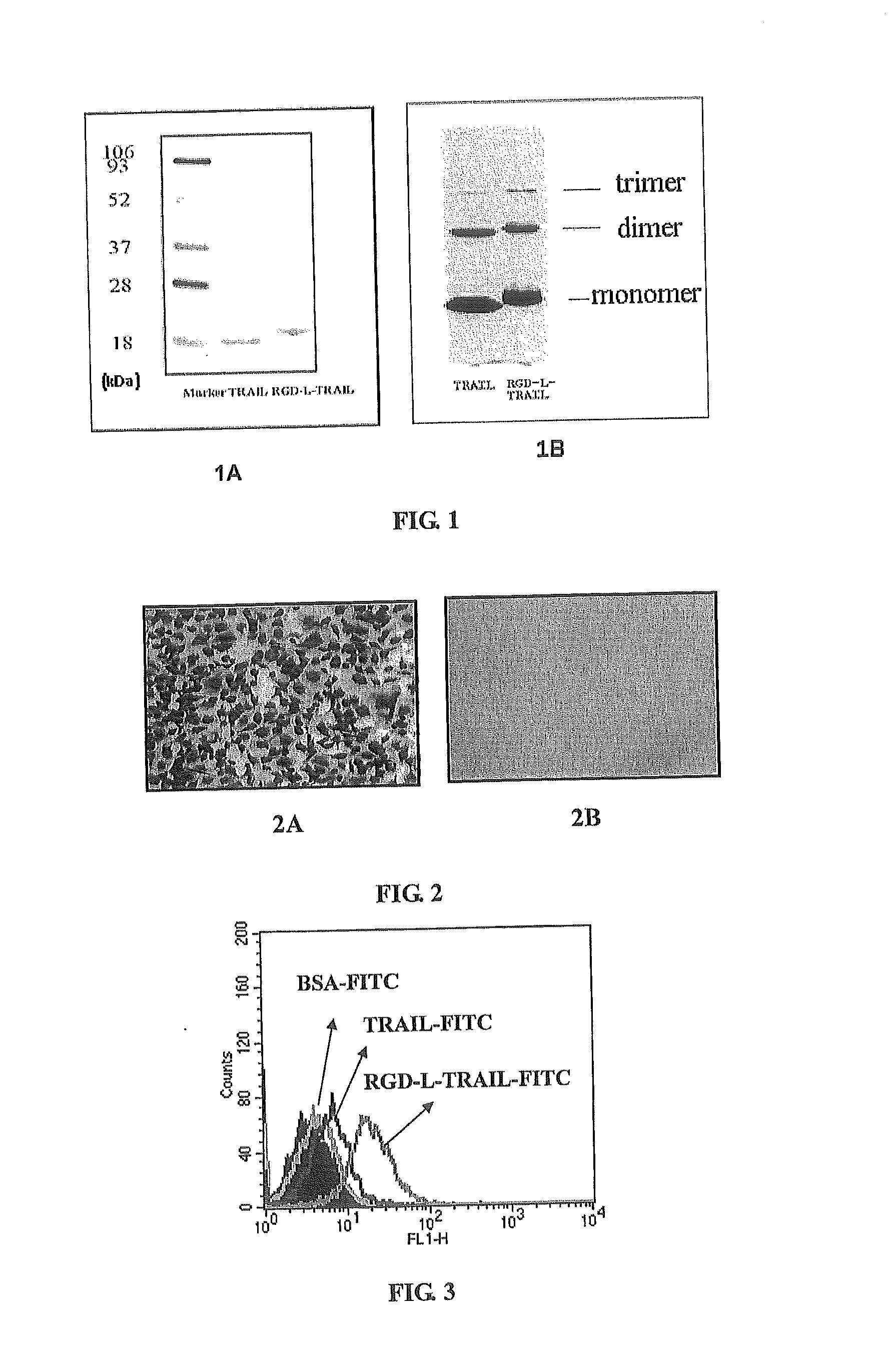 Fusion protein comprising tumor necrosis factor related apoptosis inducing ligand and integrin ligand and use thereof