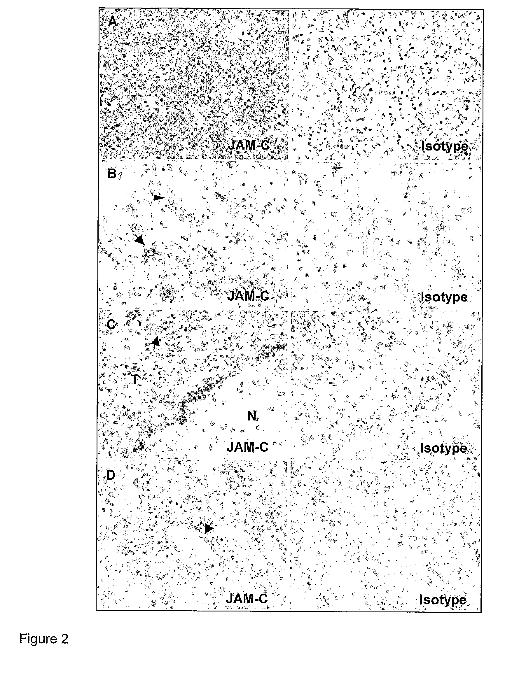 Junctional adhesion molecule-C (JAM-C) binding compounds and methods of their use