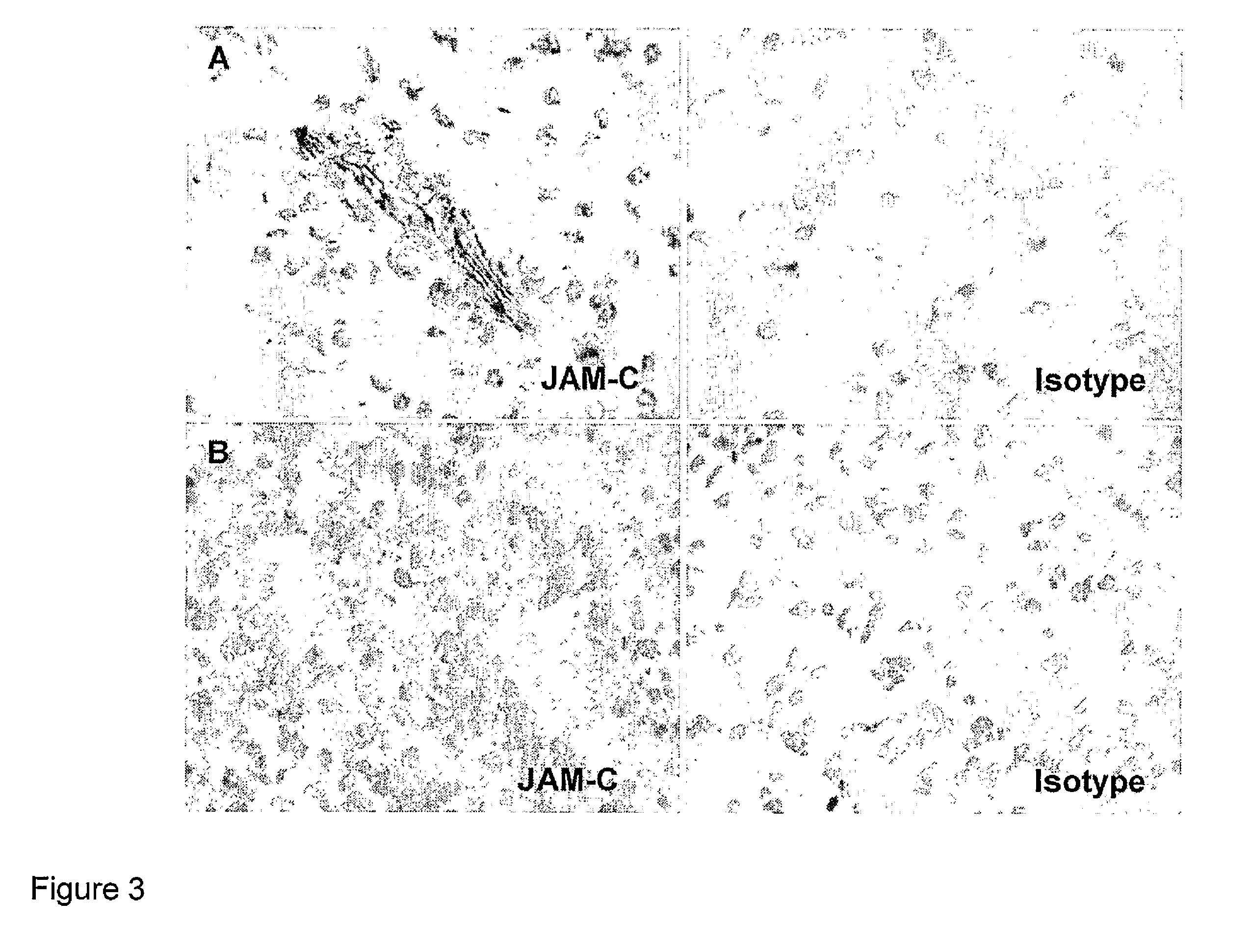 Junctional adhesion molecule-C (JAM-C) binding compounds and methods of their use