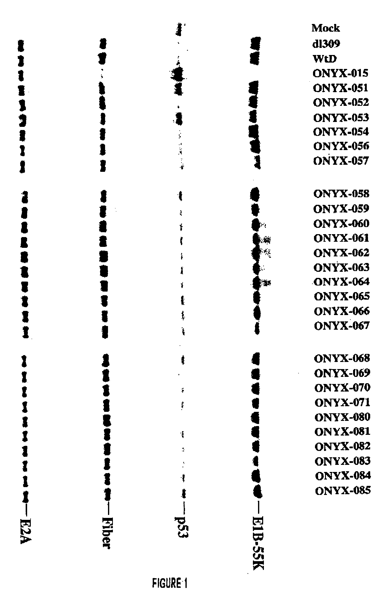 Adenovirus E1B-55K single amino acid mutants and methods of use