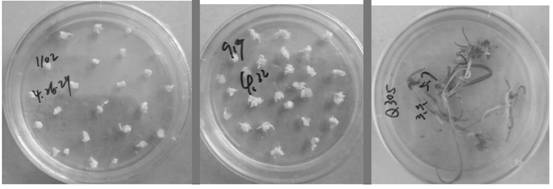 Insect-resistant fusion gene M2CryAb-VIP3A as well as expression vector, product and application thereof