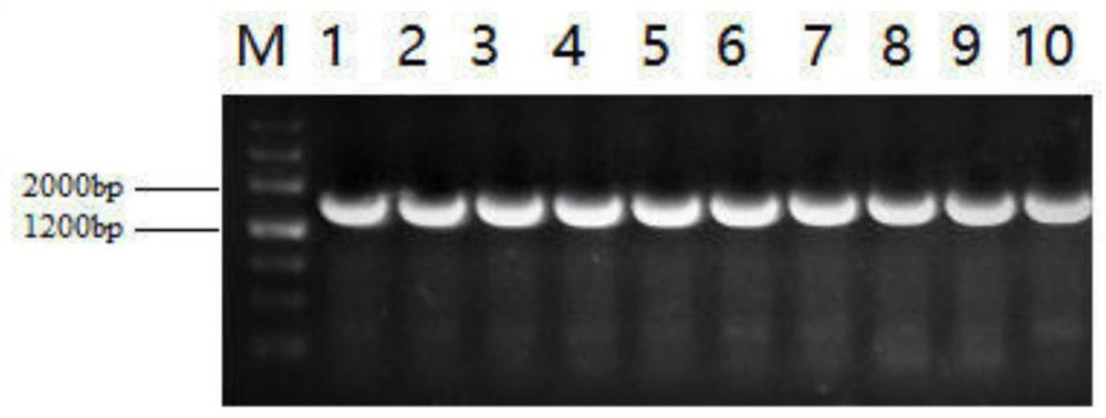 A key gene tcsbp5 regulating the salt tolerance of Tamarix and its application