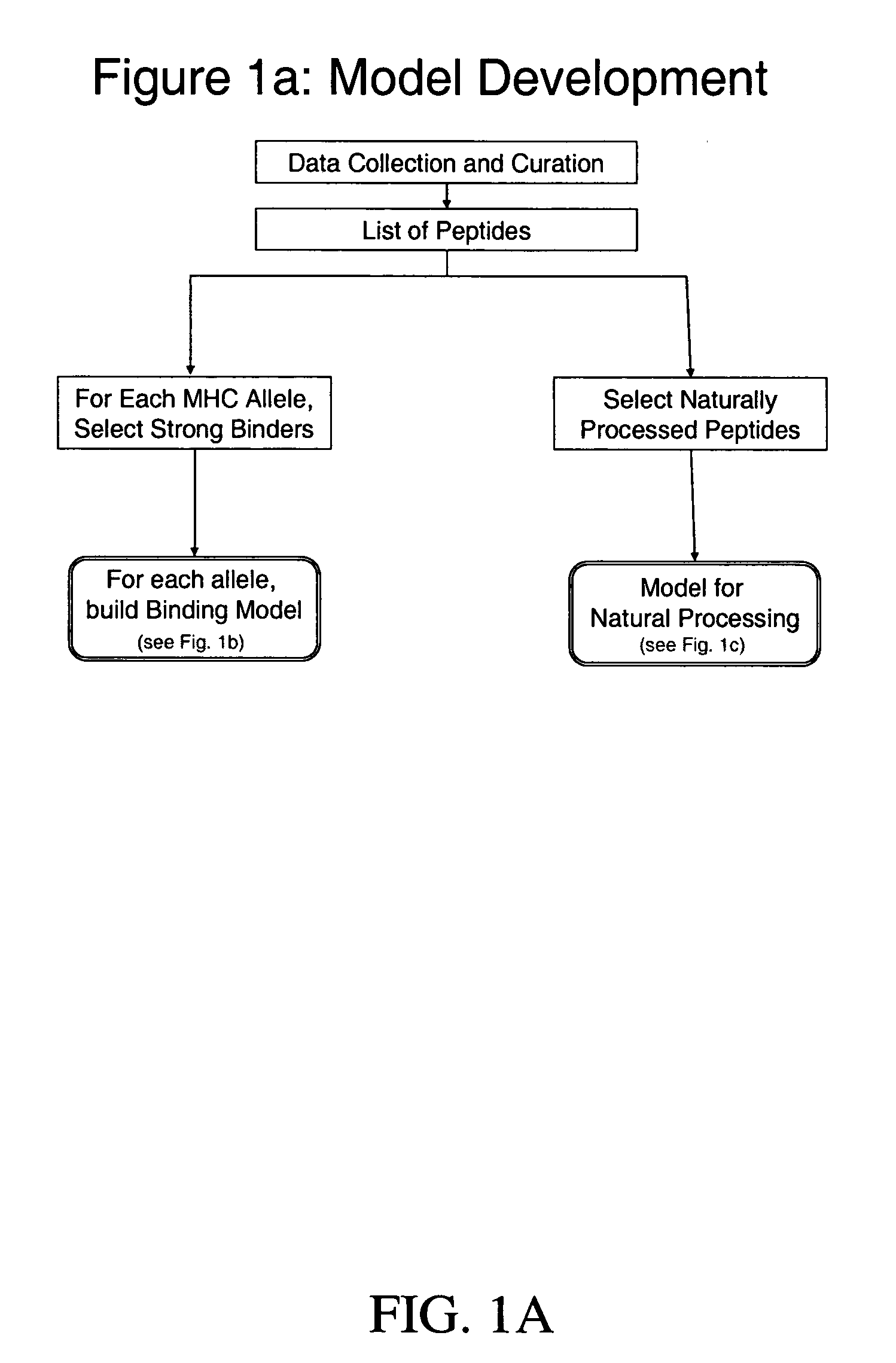 System and method for automated selection of T-cell epitopes