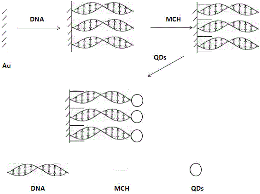 Preparation method of quantum dot electrochemical luminescence electrode based on deoxyribonucleic acid (DNA) charge transfer