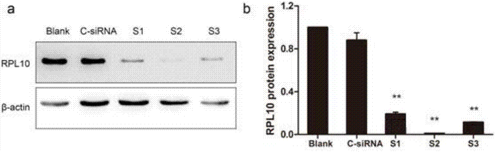 Application of RPL10 inhibitor in preparation of medicine for treating ovarian cancer