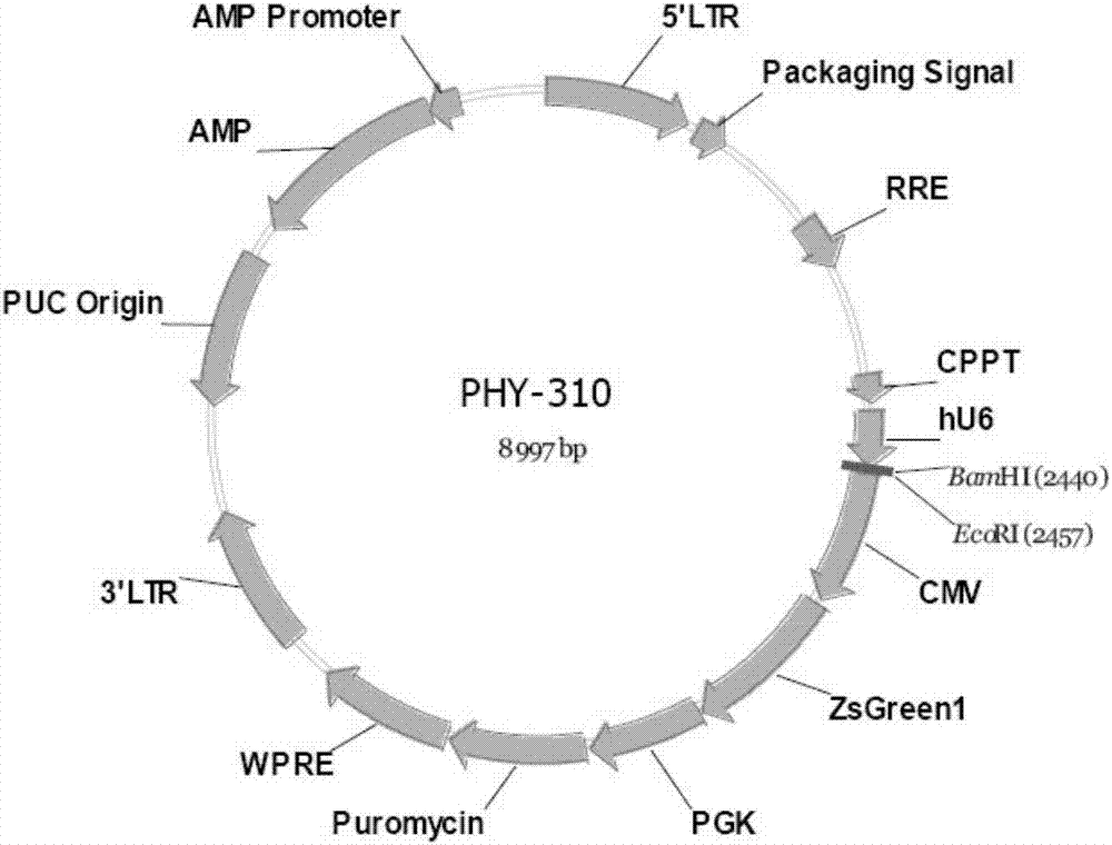 Application of RPL10 inhibitor in preparation of medicine for treating ovarian cancer