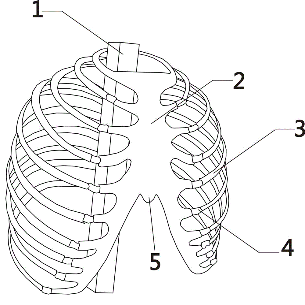 Adult simulation thorax structure