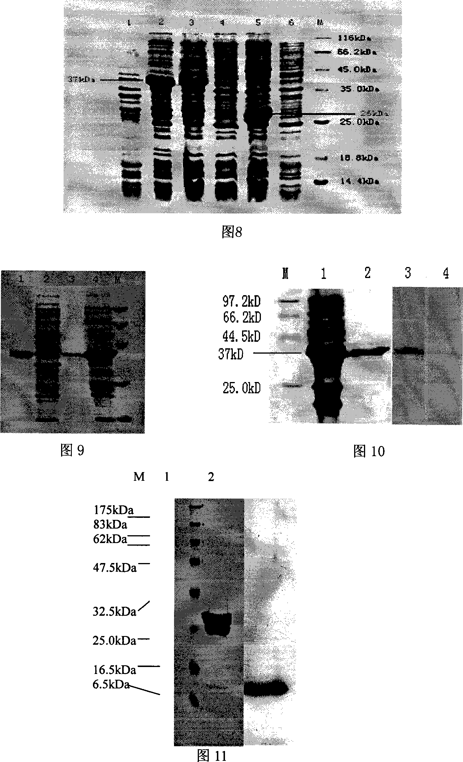 Preparation method of fused protein for antioxidation and preventing diabetes and application thereof