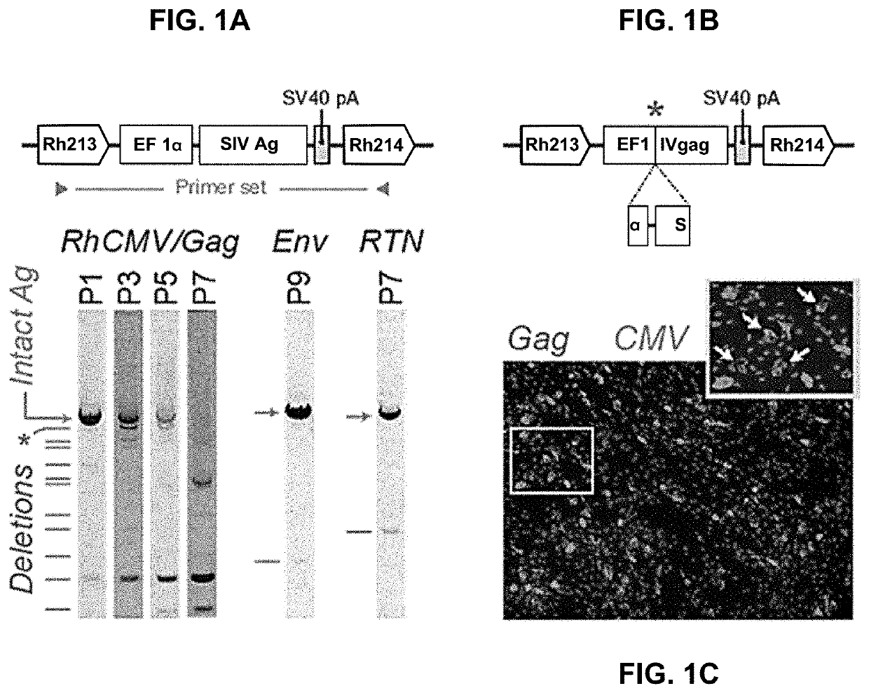 Vaccination using herpesvirus genomes in nucleic acid form