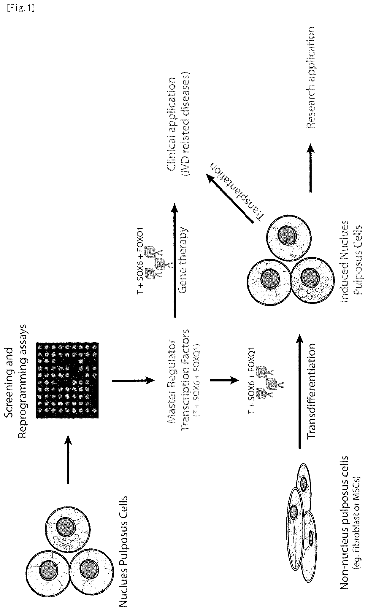 Differentiation inducer containing nucleus pulposus cell master regulator transcription factors, method for producing induced nucleus pulposus cells, and use of induced nucleus pulposus cells